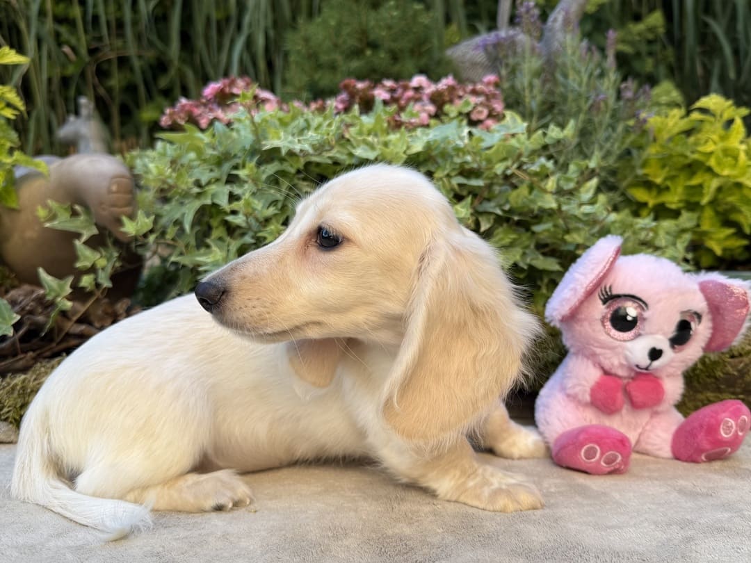 Chiot teckel crème à poil long couché sur une terrasse, à côté d’une peluche