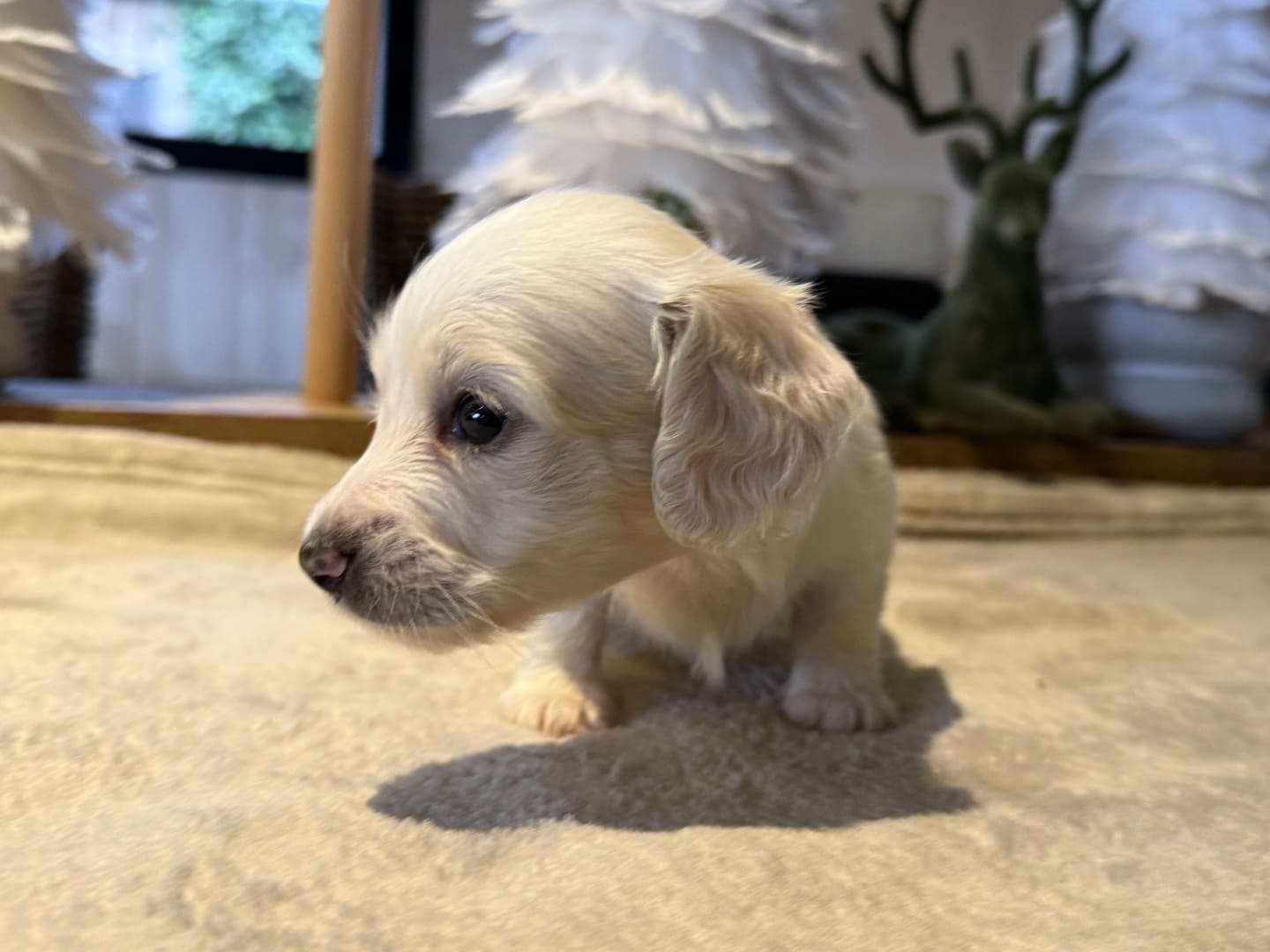 Chiot teckel crème à poil long debout de profil sur un tapis