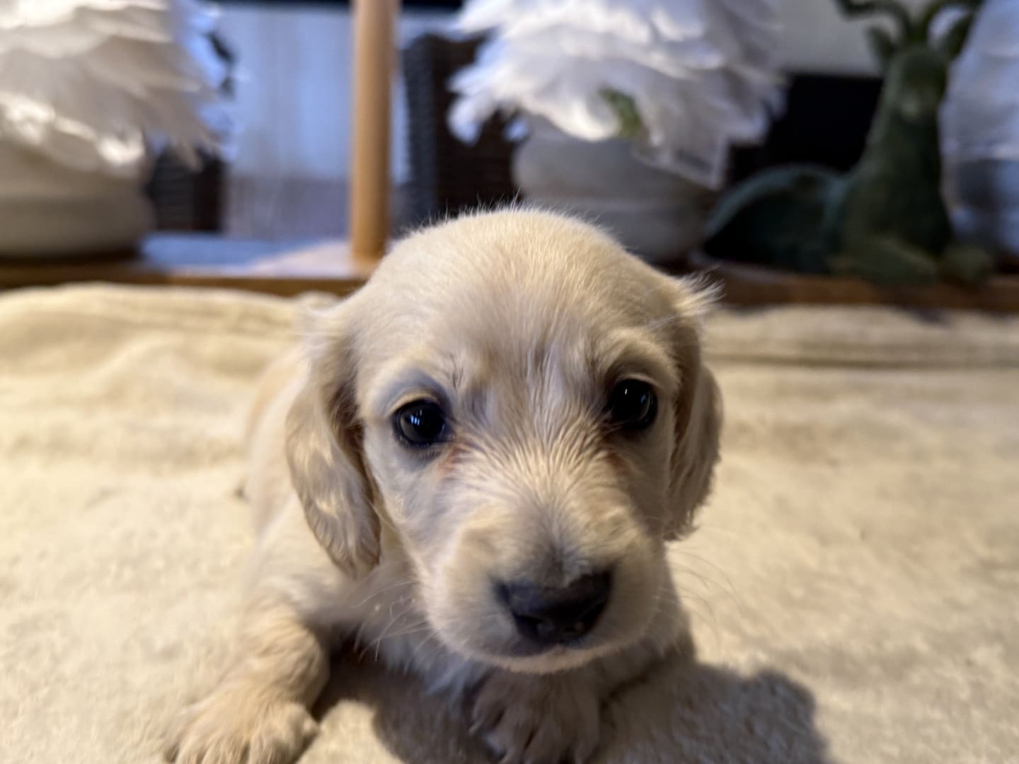 Chiot teckel crème à poil long de face, couché sur un tapis