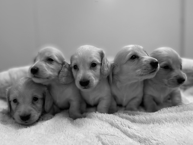 Cinq chiots teckel crème à poil long alignés sur un plaid blanc