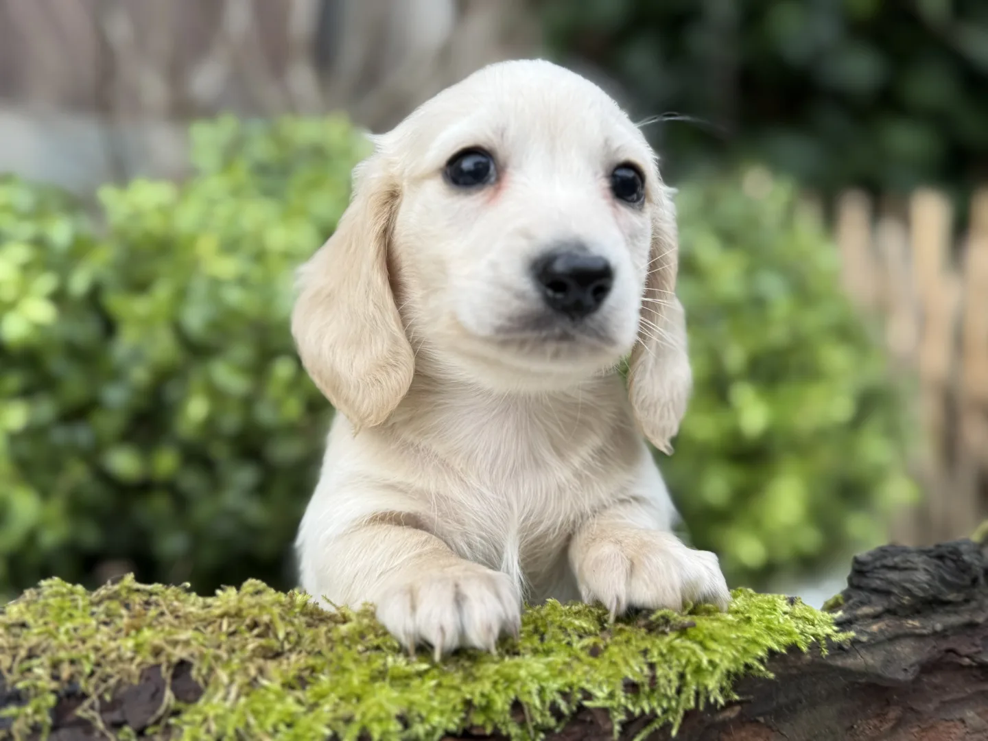 Chiot teckel crème à poil long appuyé sur un tronc moussu devant une haie