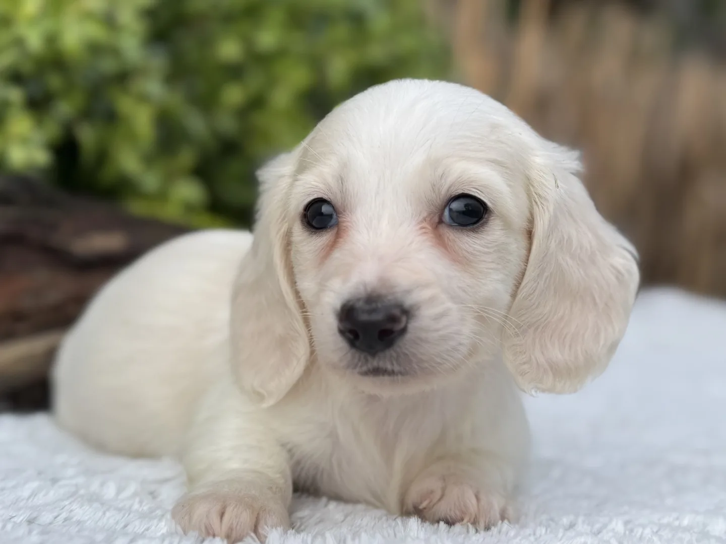 Chiot teckel crème à poil long couché de face sur un plaid blanc