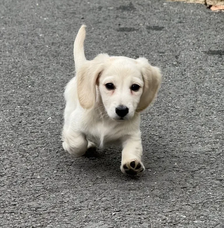 Chiot teckel crème à poil long courant vers l’objectif sur une allée goudronnée