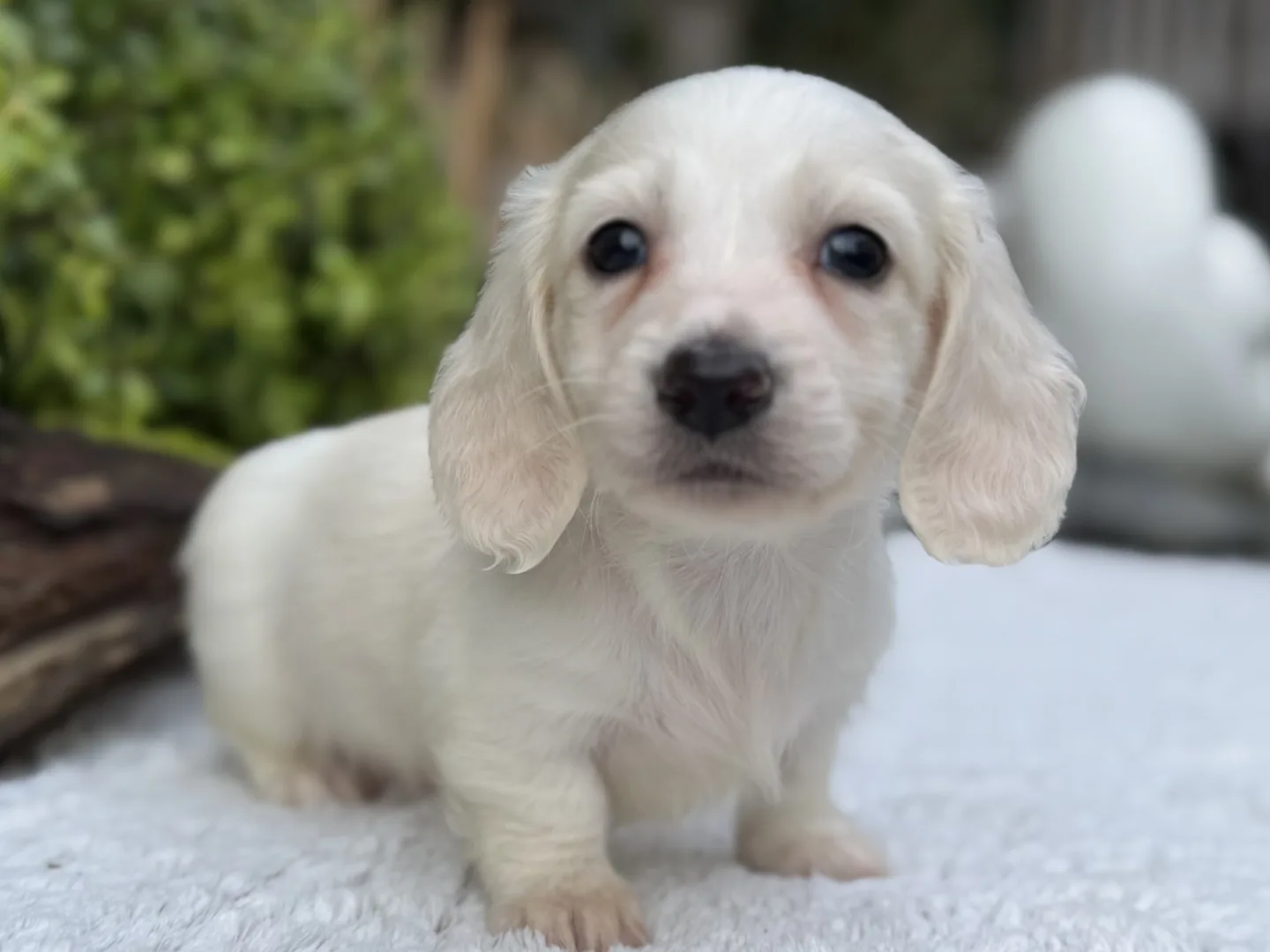 Chiot teckel crème à poil long debout de face sur un plaid blanc