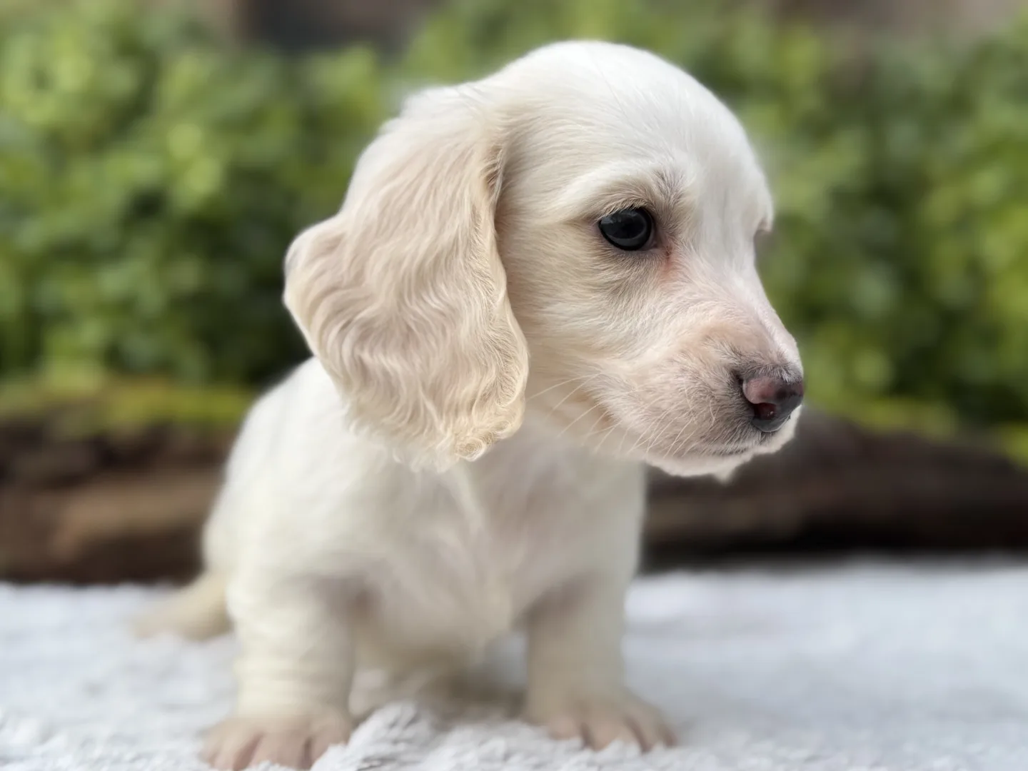 Chiot teckel crème à poil long debout de profil sur un plaid blanc