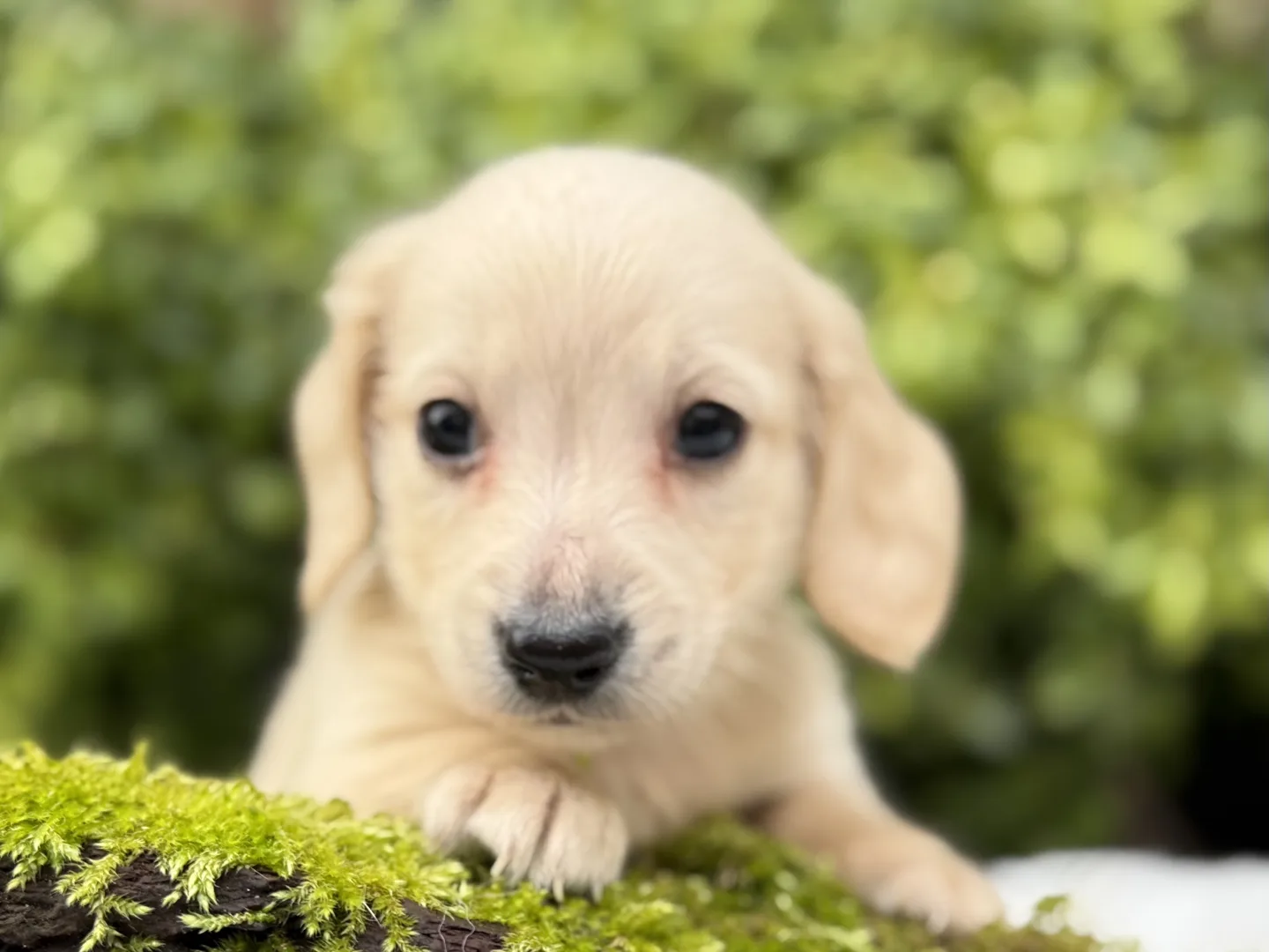 Chiot teckel crème à poil long de face, les pattes posées sur de la mousse