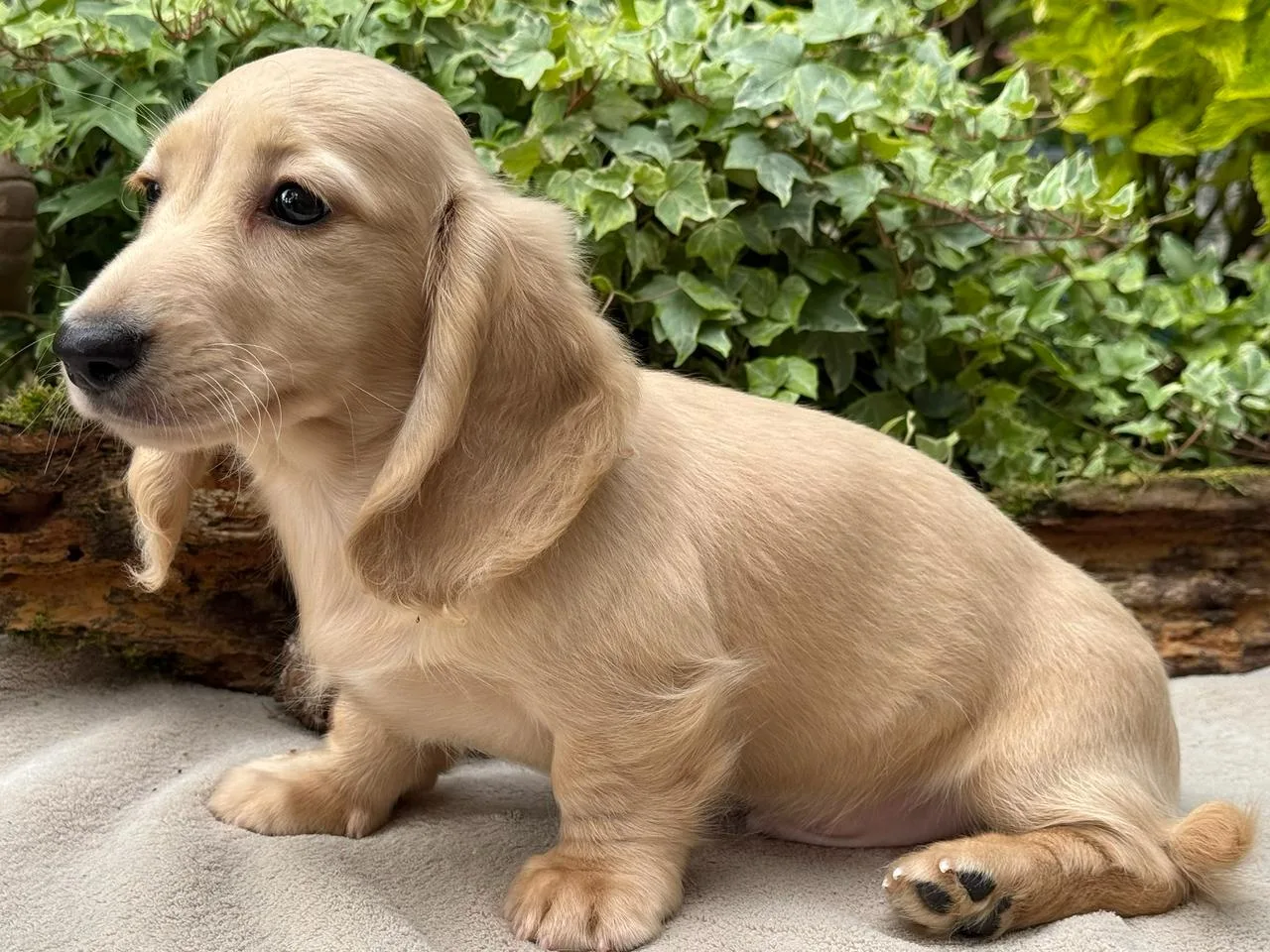 Chiot teckel crème à poil long mâle couché, la tête tournée vers la gauche