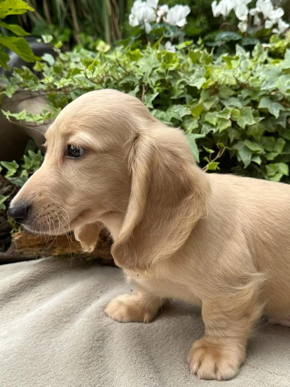 Chiot teckel crème à poil long mâle debout de profil devant un massif de lierre
