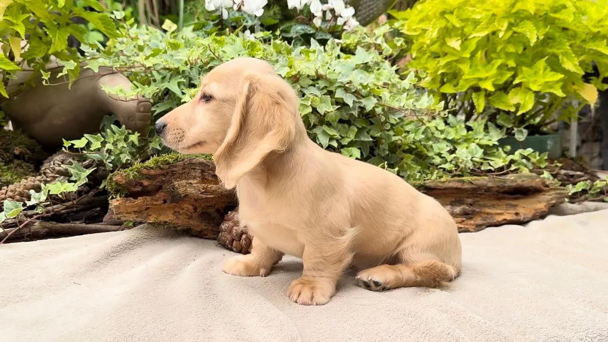 Chiot teckel crème à poil long mâle assis sur un tapis clair, lierre et pot en terre cuite