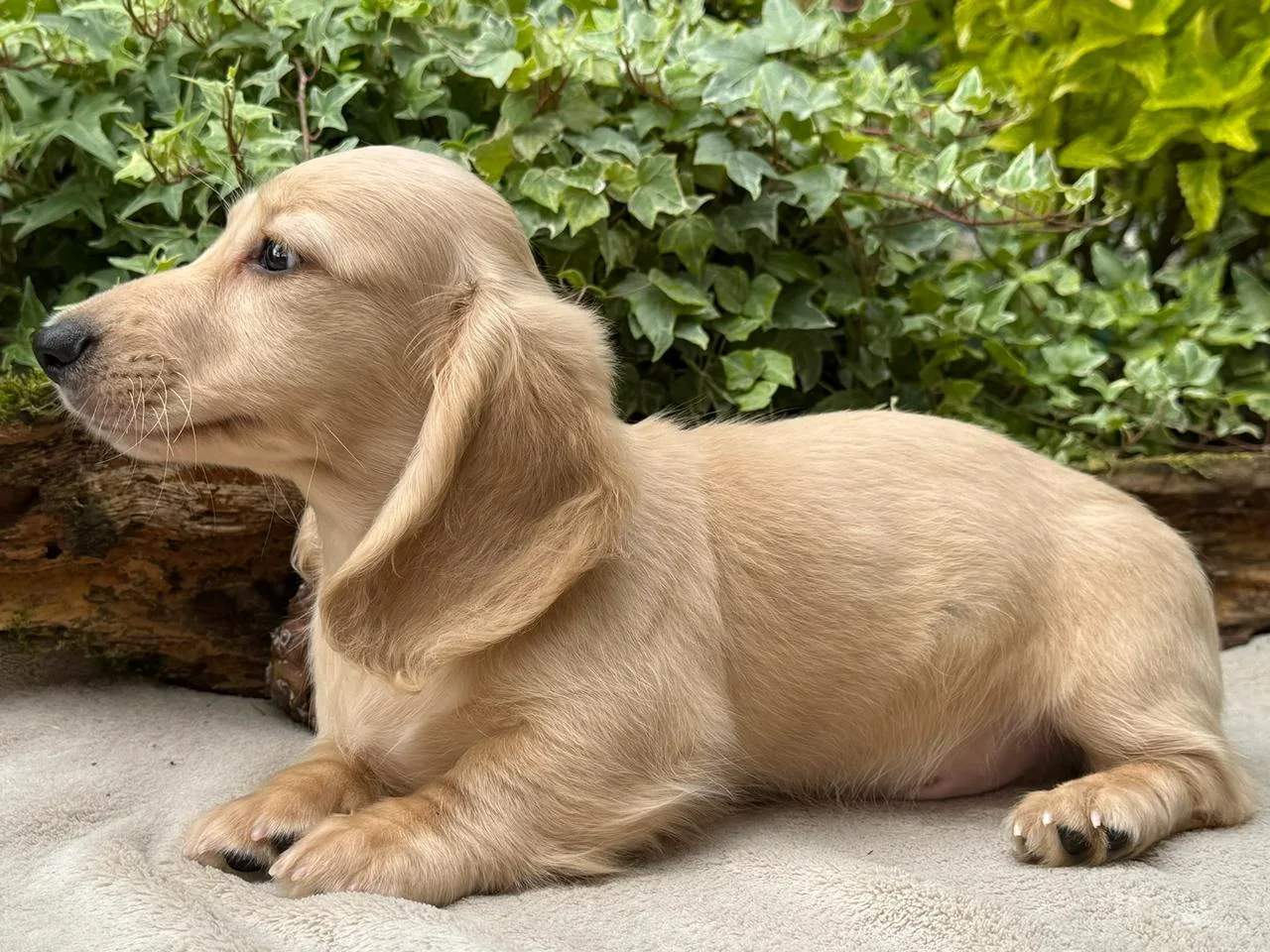 Chiot teckel crème à poil long mâle couché de profil, corps entier, devant du lierre