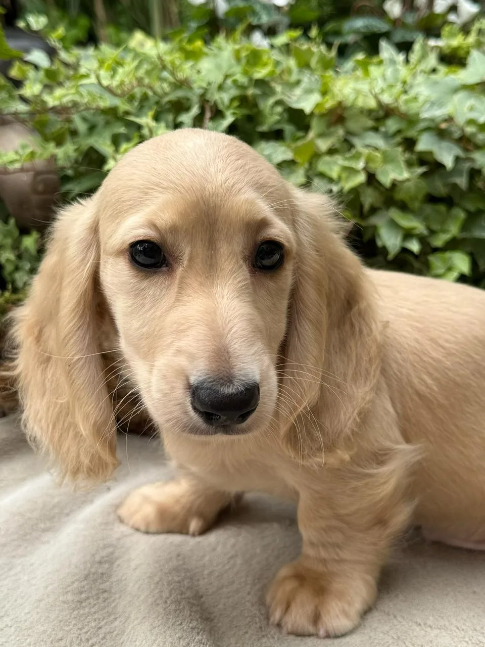 Chiot teckel crème à poil long mâle, couché face à l’objectif devant du lierre