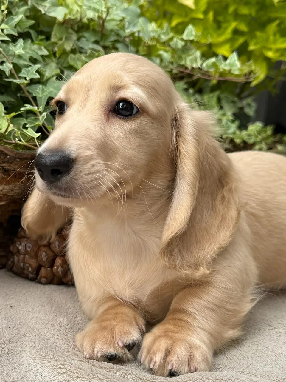 Chiot teckel crème à poil long mâle couché, une pomme de pin à côté de lui