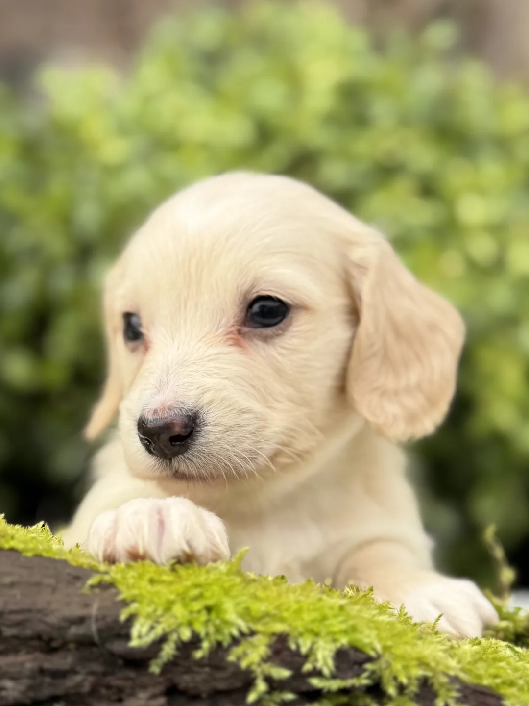 Chiot teckel crème à poil long posé sur un tronc couvert de mousse