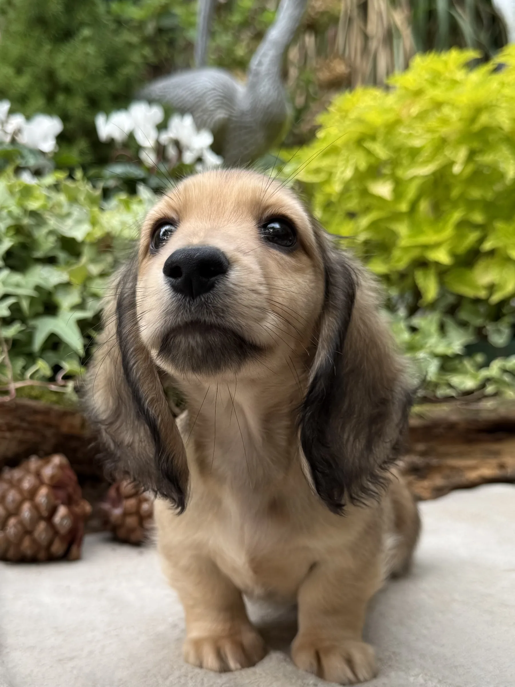 Chiot teckel crème à poil long assis, les oreilles et le museau plus foncés, devant des pommes de pin