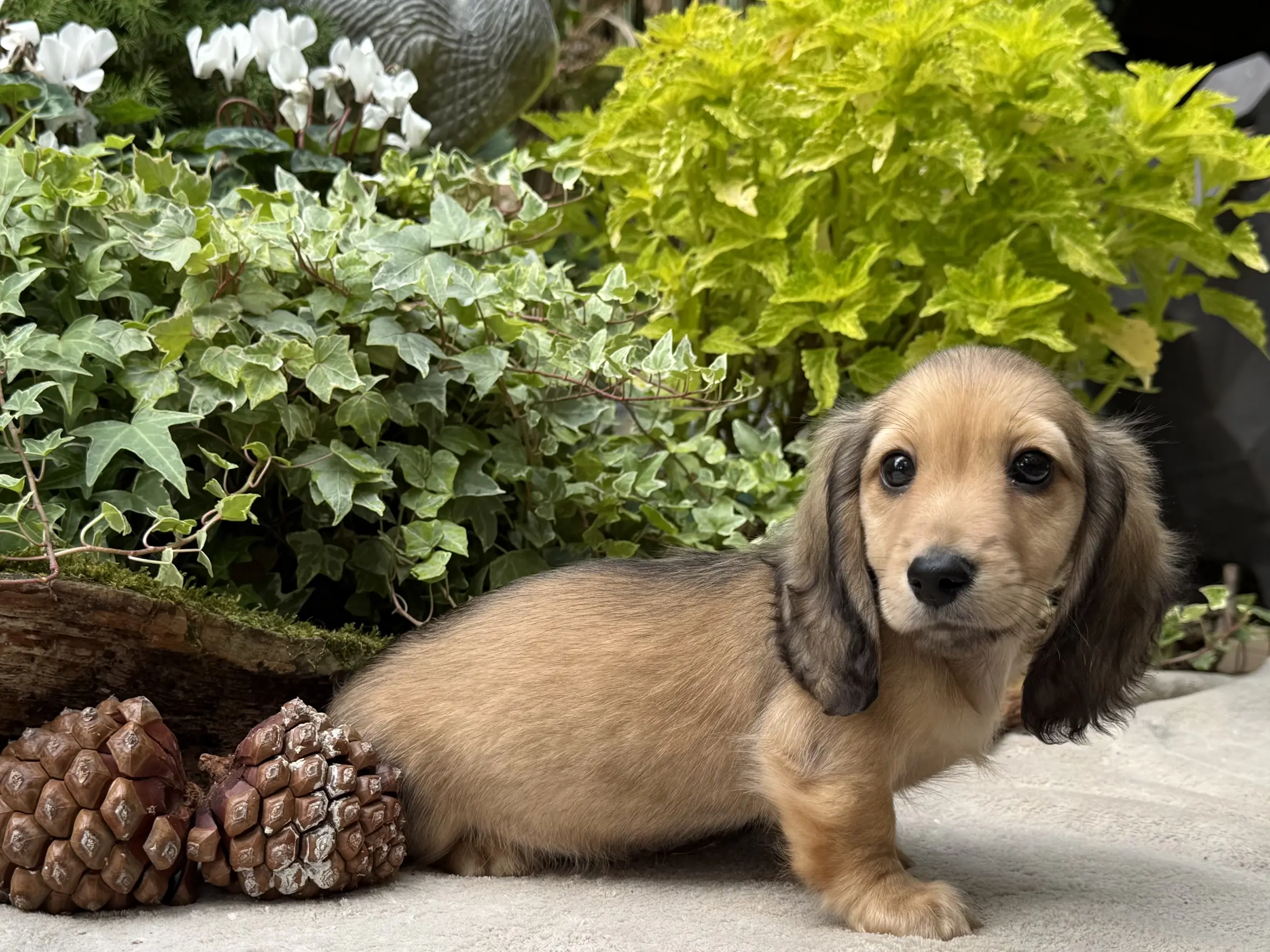 Chiot teckel crème à poil long couché de profil, la tête tournée vers l’objectif, devant du lierre