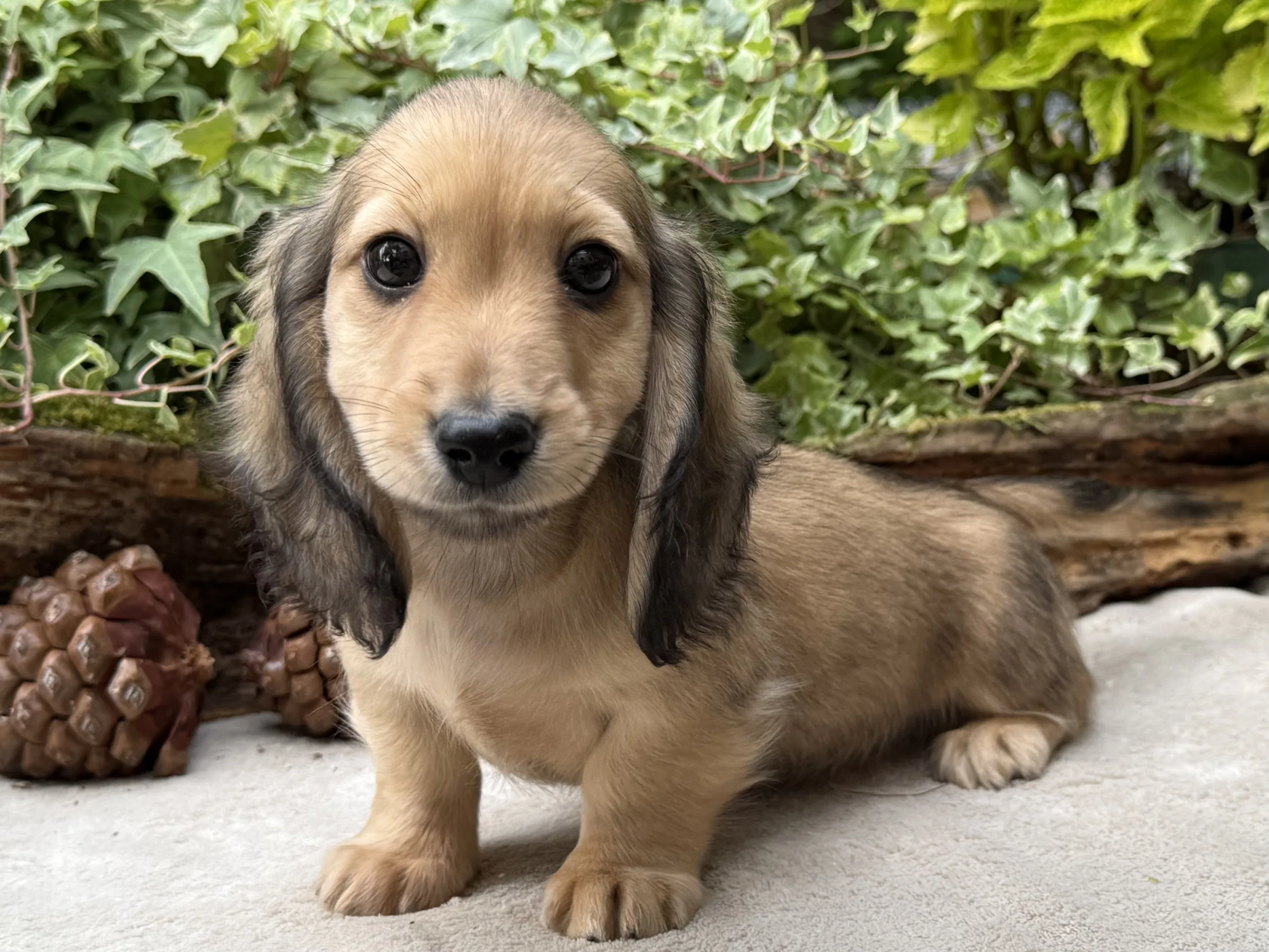 Chiot teckel crème à poil long face à l’objectif, les oreilles et le masque plus foncés que la robe