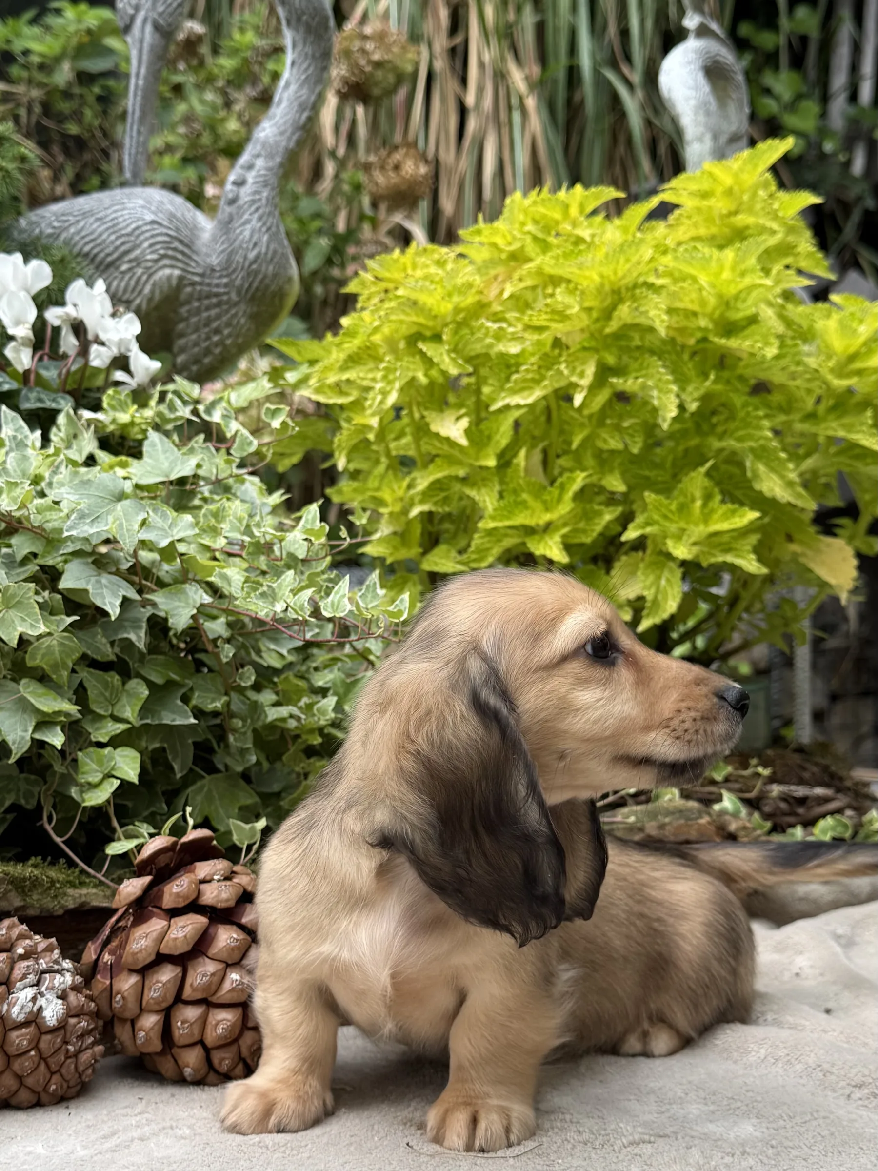 Chiot teckel crème à poil long assis de profil devant un massif de lierre
