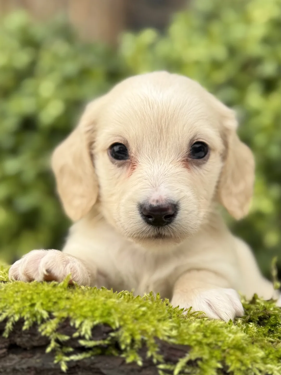 Chiot teckel crème à poil long, les pattes avant posées sur un tronc moussu