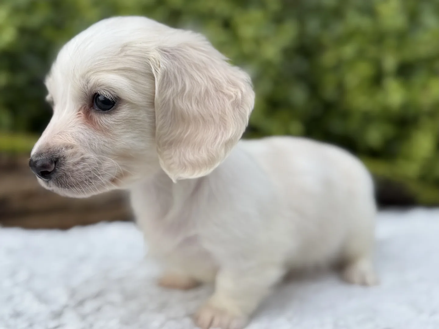Chiot teckel crème à poil long de profil, la tête tournée vers la gauche