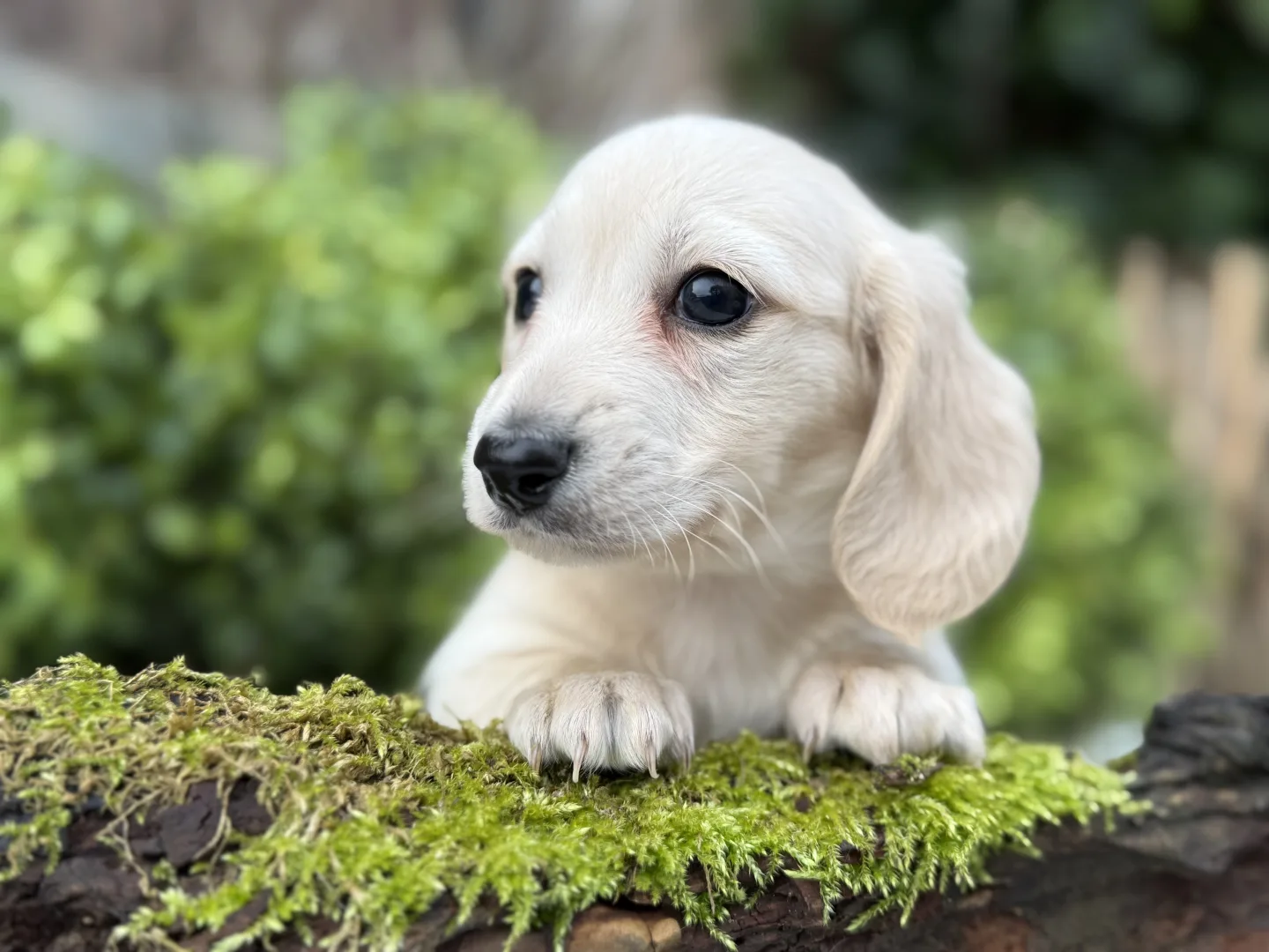 Chiot teckel crème à poil long, la tête levée au-dessus d’un tronc moussu