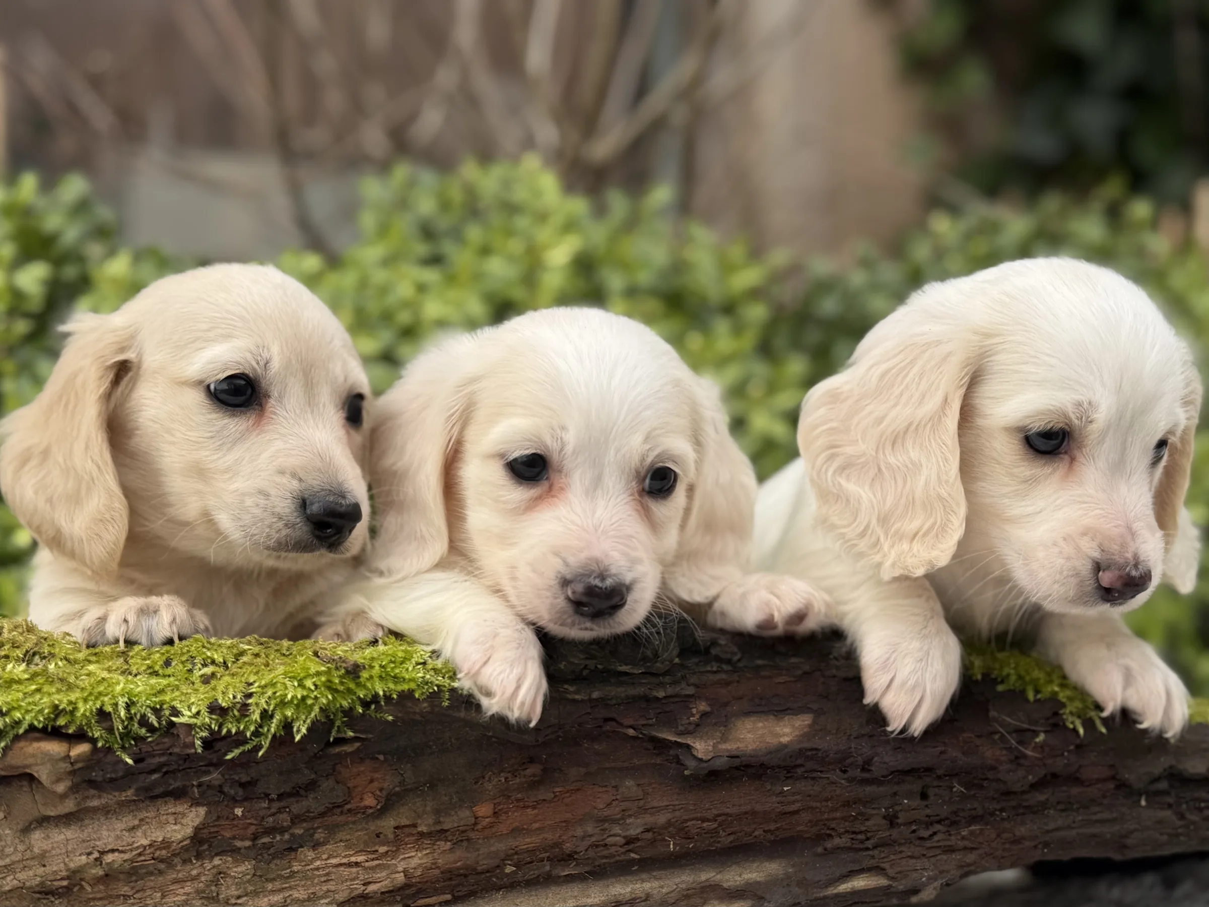 Trois chiots teckel crème à poil long alignés sur un tronc couvert de mousse