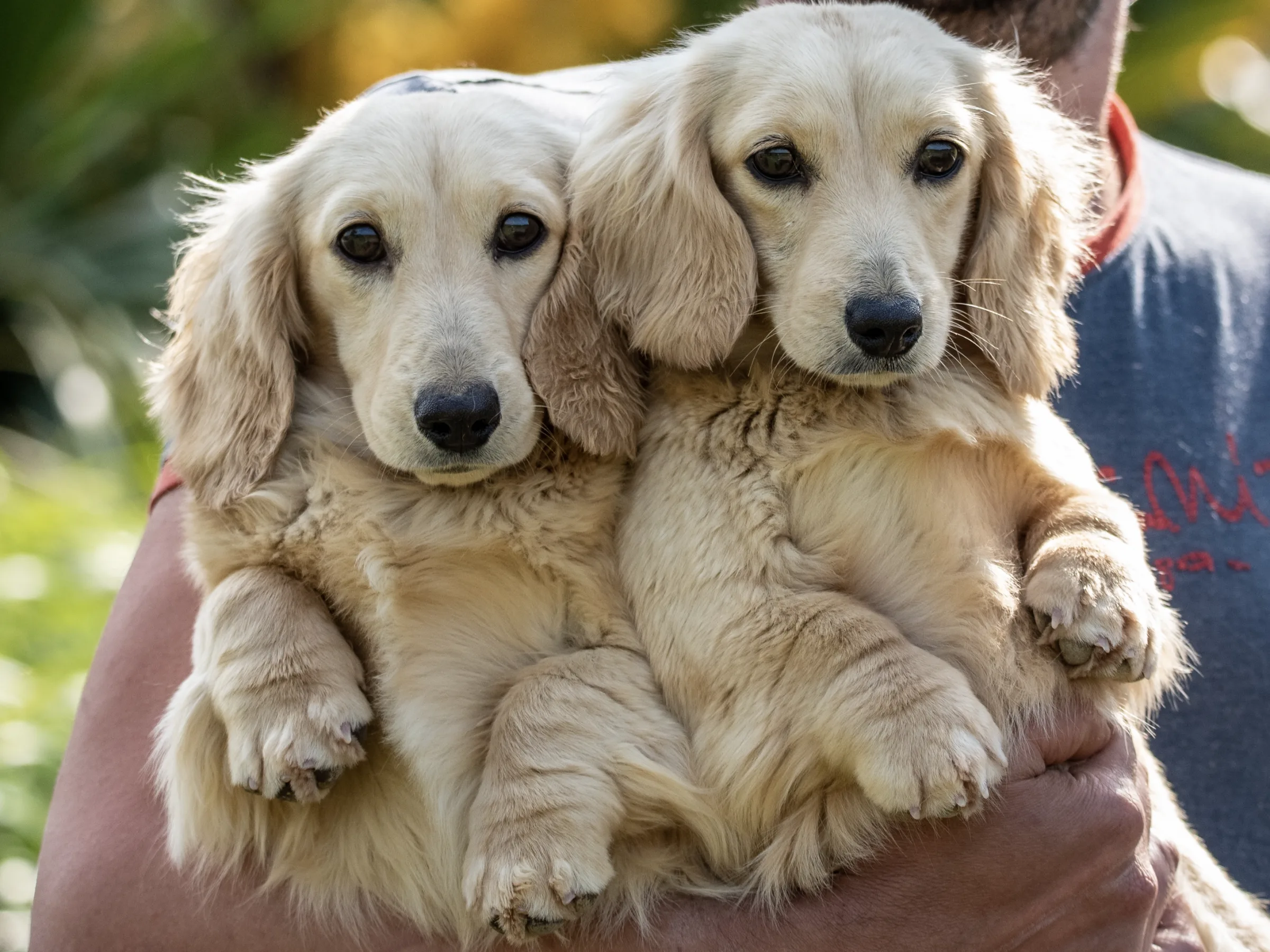 Deux chiots teckel crème à poil long portés dans les bras