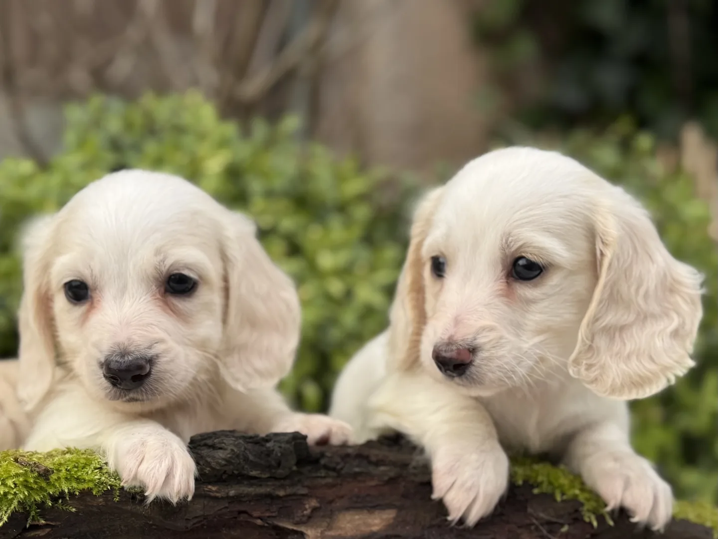 Deux chiots teckel crème à poil long côte à côte sur une écorce