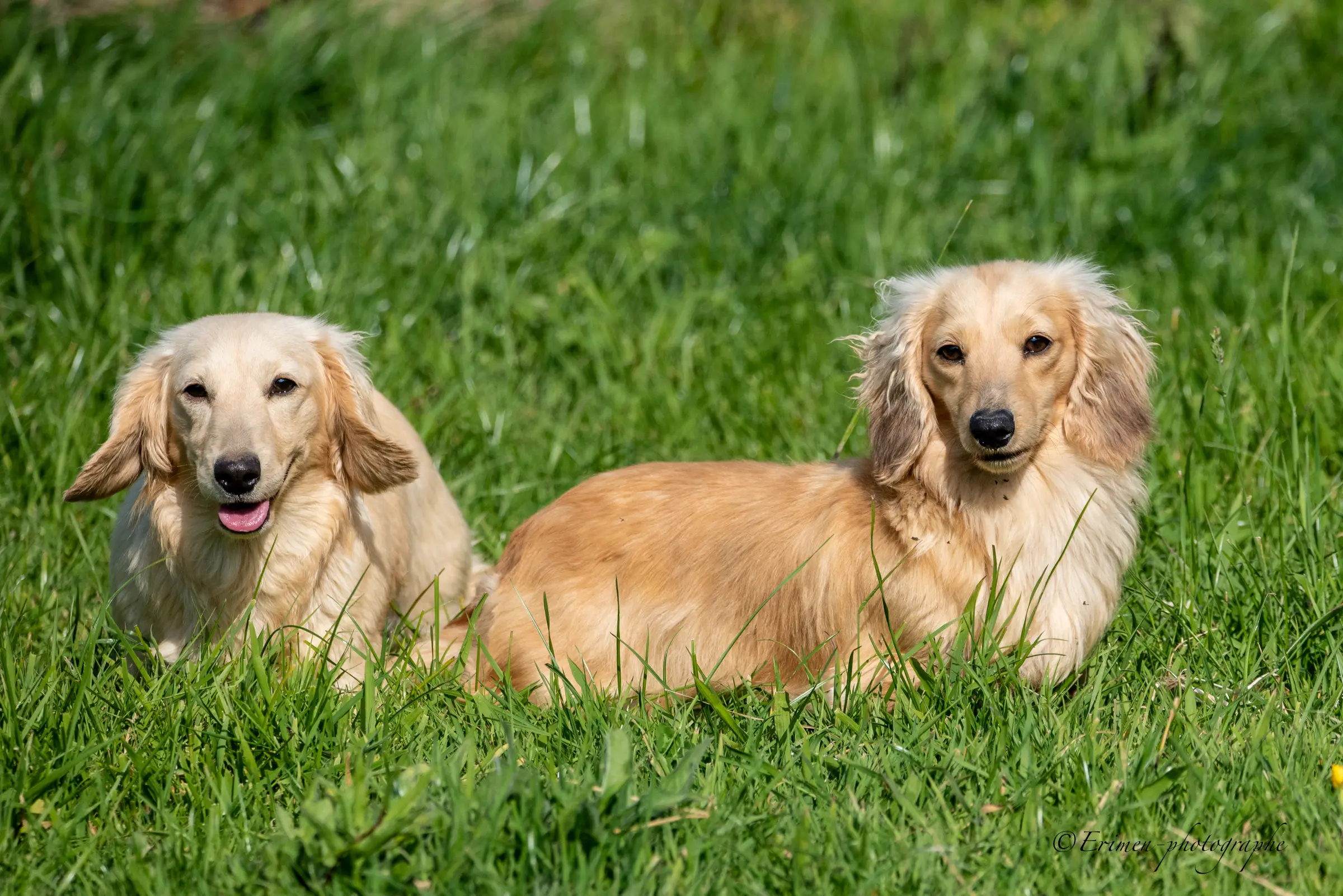 Deux teckels crème à poil long couchés dans l’herbe, l’un derrière l’autre