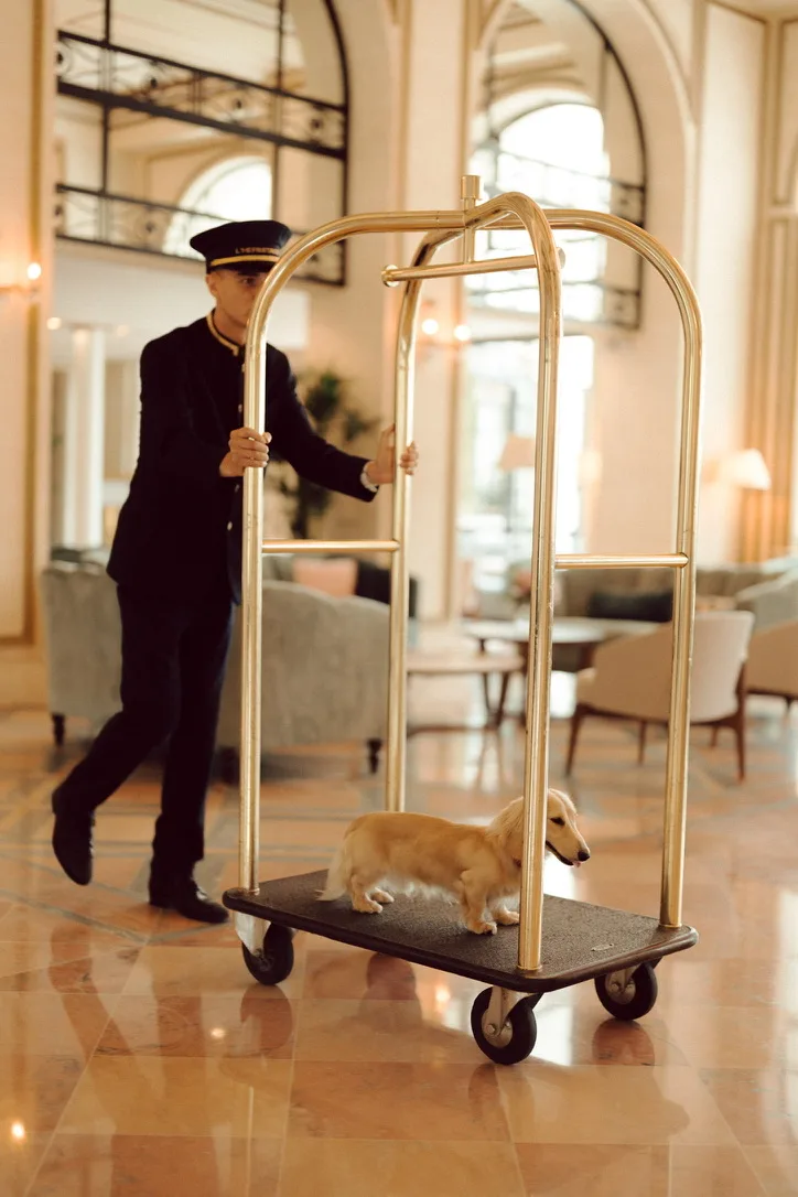 Teckel crème à poil long installé sur un chariot à bagages dans un hall d’hôtel