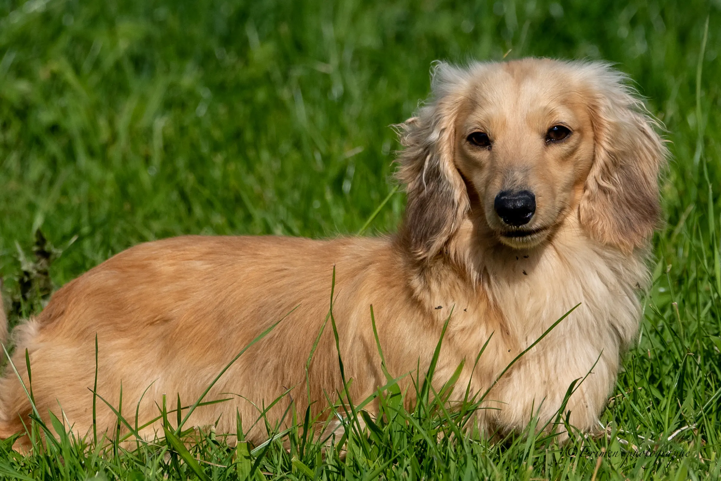 Thelma, femelle teckel crème à poil long couchée dans l’herbe haute