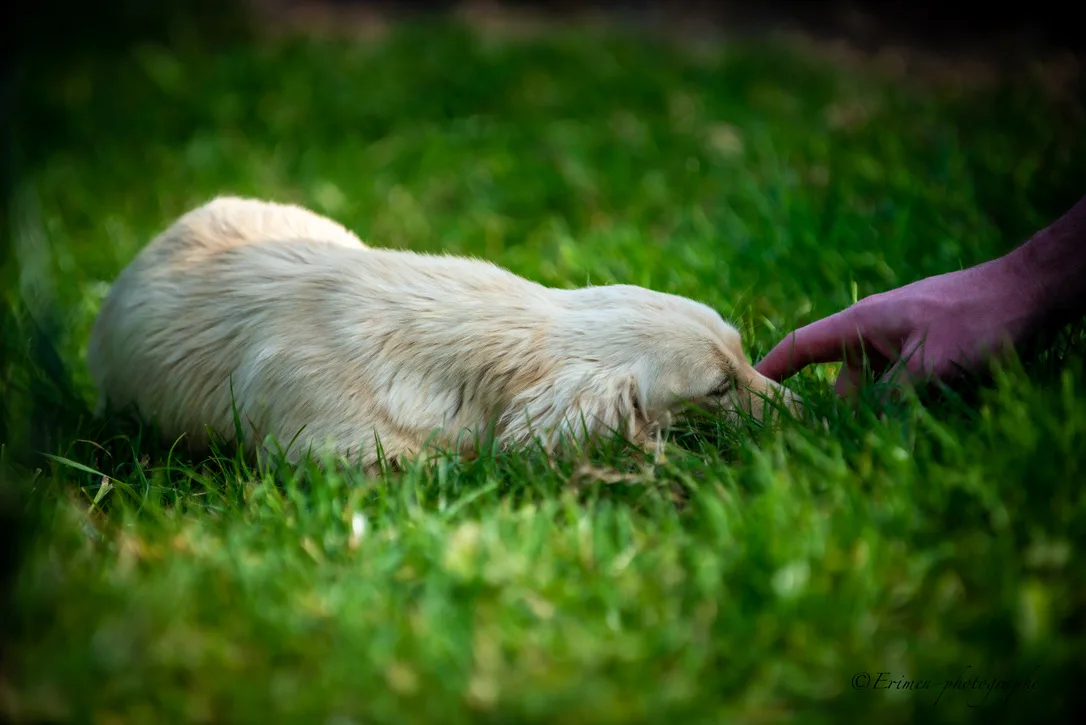 Teckel crème à poil long couché dans l’herbe, une main s’approchant de lui