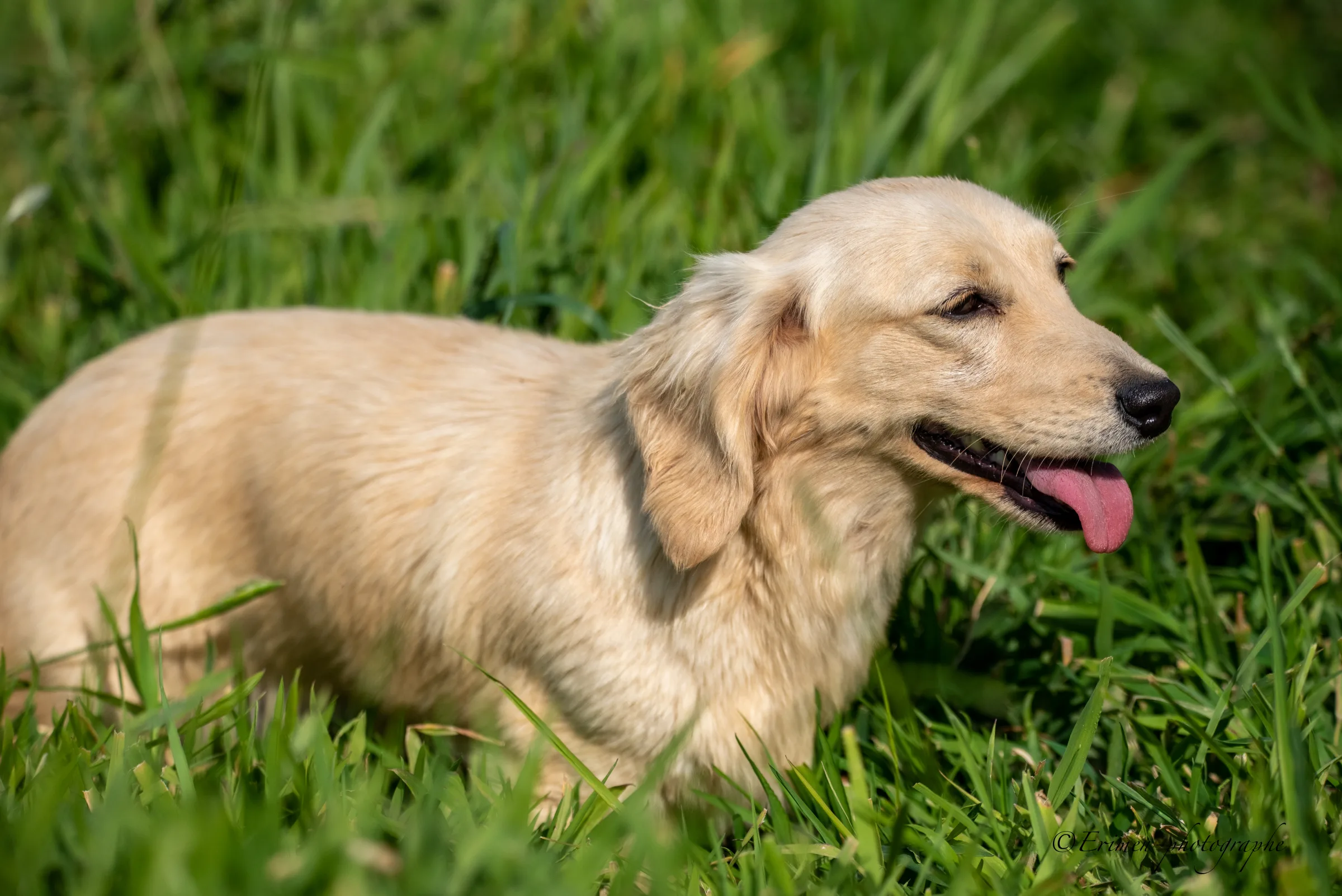 Teckel nain crème à poil long de profil dans l’herbe, corps entier, la langue sortie